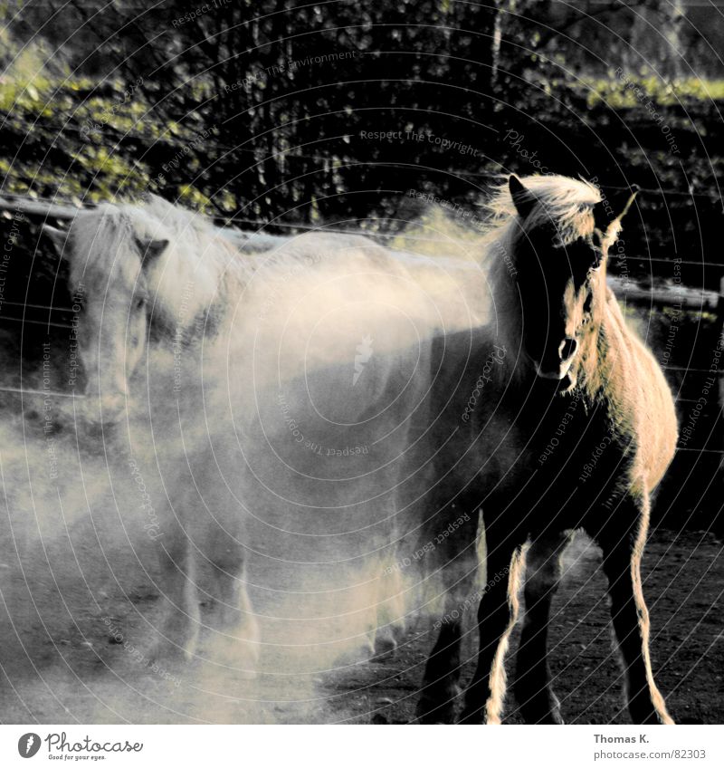 Fauna und Flora Staubwolke Pferd Mähne Tier Zugtier Säugetier Nutztier Blick in die Kamera stehen Tierpaar 2 Außenaufnahme Neugier Pferch Schimmel staubig Ponys