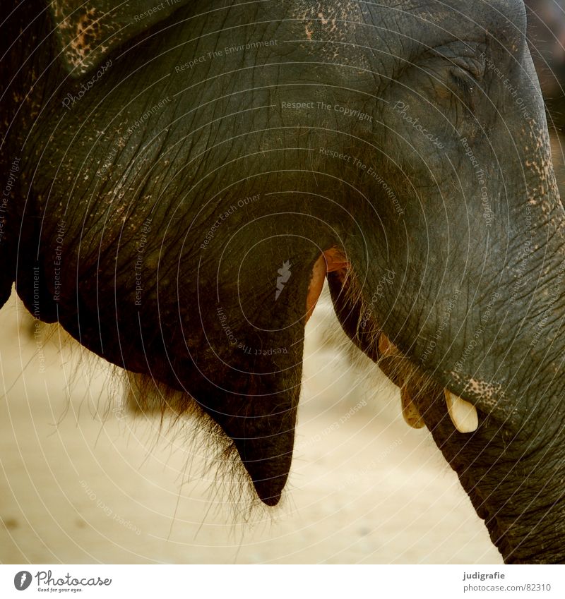 Lachender Elefant Stoßzähne schwer Tier Säugetier Rüssel Bart Flaum groß Falte Zoologie Fröhlichkeit Tiergarten wach Asien Haut Haare & Frisuren gutmütig Lippen