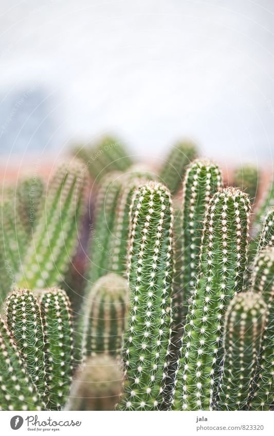 kakteen Pflanze Kaktus Grünpflanze Topfpflanze exotisch ästhetisch Farbfoto Außenaufnahme Menschenleer Textfreiraum oben Hintergrund neutral Tag