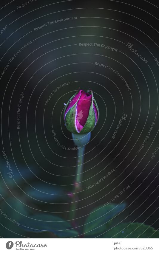 ein röslein für inkje Pflanze Blume Rose Blatt Blüte Garten ästhetisch schön Farbfoto Außenaufnahme Menschenleer Hintergrund neutral Dämmerung