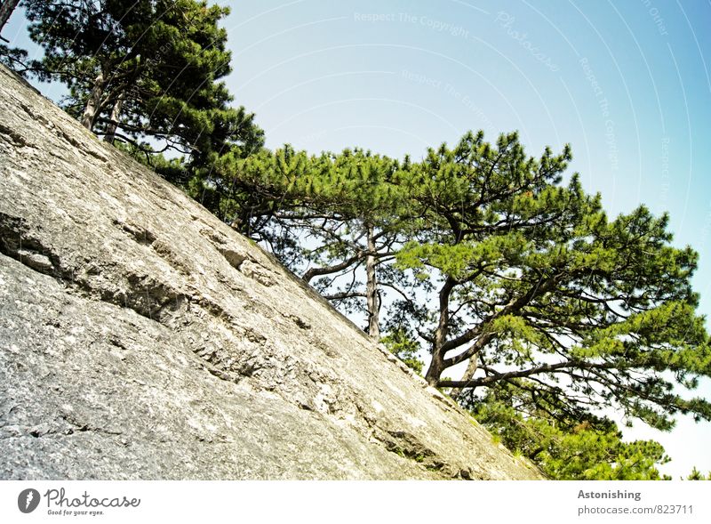 Stock und Stein Umwelt Natur Pflanze Luft Himmel Wolkenloser Himmel Sommer Wetter Schönes Wetter Wärme Baum Felsen Berge u. Gebirge hoch blau grau grün weiß