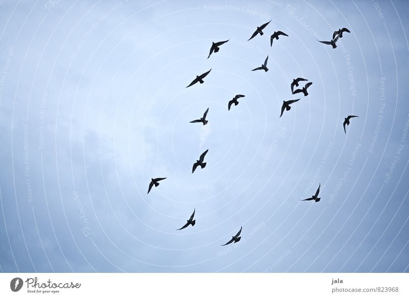 vögel Himmel Tier Wildtier Vogel Taube Tiergruppe Schwarm fliegen ästhetisch Farbfoto Außenaufnahme Menschenleer Hintergrund neutral Tag