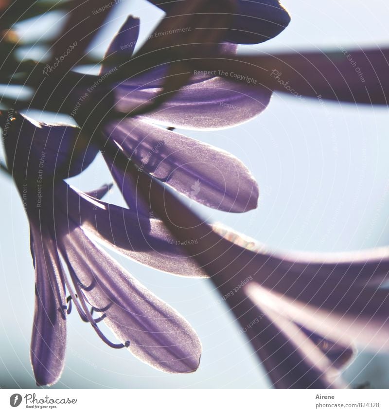 zarteste Versuchung Natur Pflanze Blume Blüte Topfpflanze exotisch Schmucklilie Lilien Agapanthus Blühend ästhetisch blau violett schön zierlich blassblau