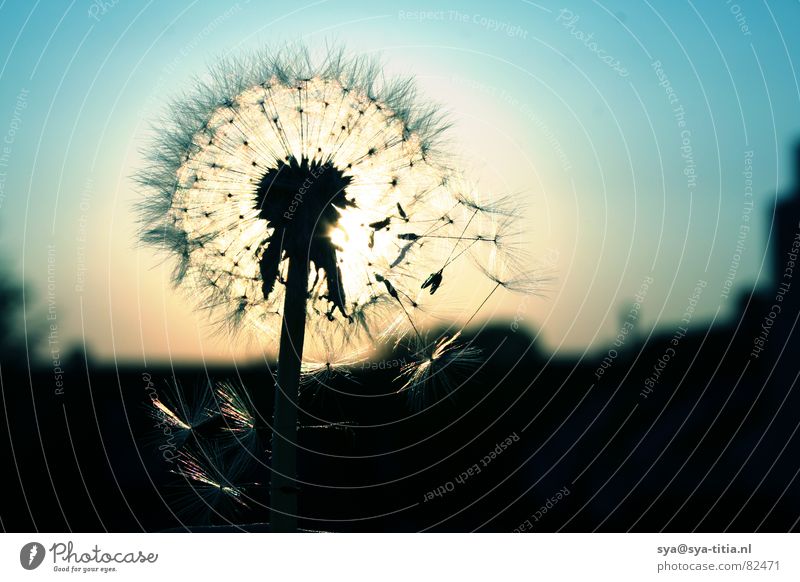 Pusteblume Löwenzahn Sonnenuntergang Abenddämmerung Gegenlicht Silhouette Himmel blau verblüht sky sun flower