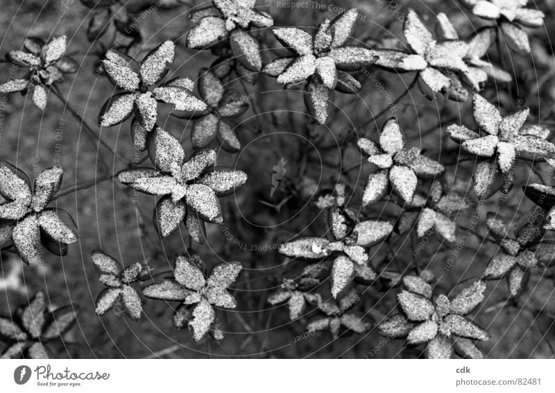 Schneeblumen II Schneelandschaft Pflanze Sträucher kalt Stillleben zeitlos poetisch Botanik Winter Eis Umwelt mit Schnee überzuckert Rhododrendron bedecken