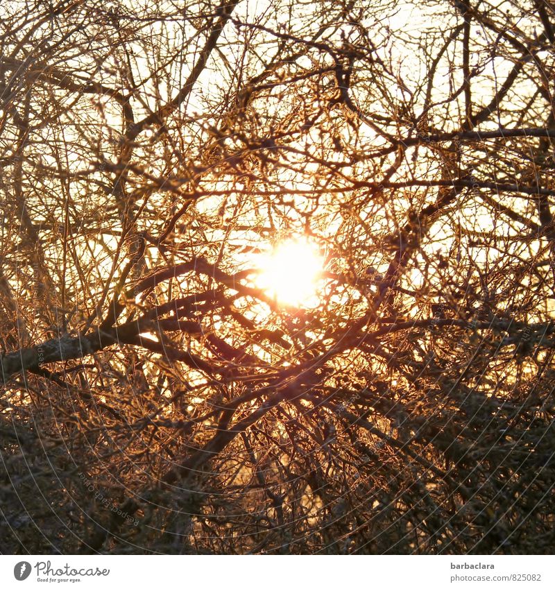 Lichtblick Natur Himmel Sonne Schönes Wetter Pflanze Baum Sträucher Geäst Linie leuchten Stimmung Kraft Geborgenheit Warmherzigkeit bizarr Energie Gefühle