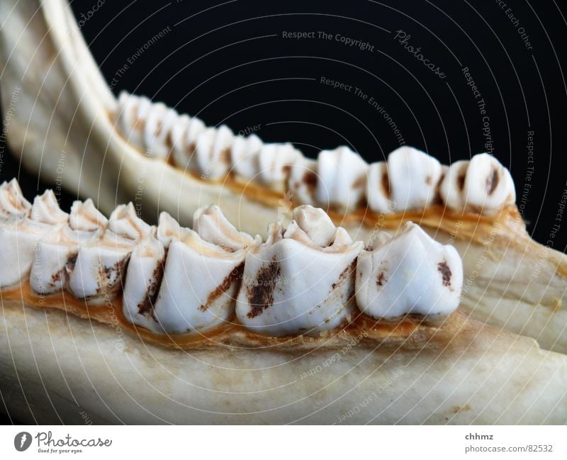 Kiefer Unterkiefer Zähne Zahnhals Skelett Elch Wiederkäuer Ernährung Wange Zahnarzt Beine Säugetier malmen Kinnbackenknochen Bodenbelag zahnbelag Zähneknirschen