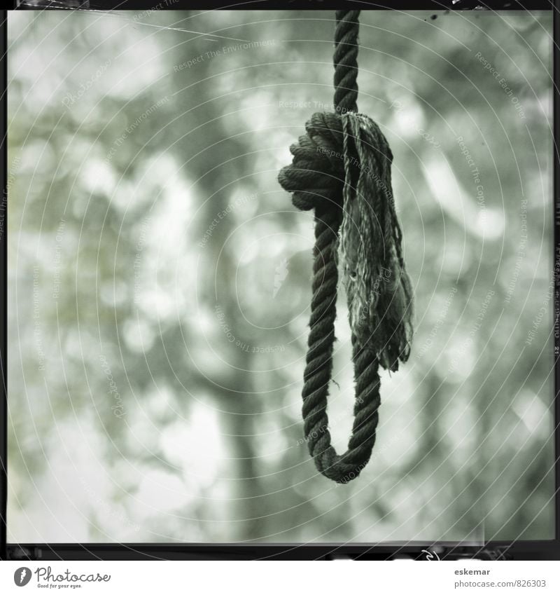 Strick Seil Schlinge Schlaufe Baum Wald Knoten Traurigkeit authentisch retro schwarz weiß Gefühle Tod Verzweiflung Quadrat Rand gerahmt Galgen Selbstmord