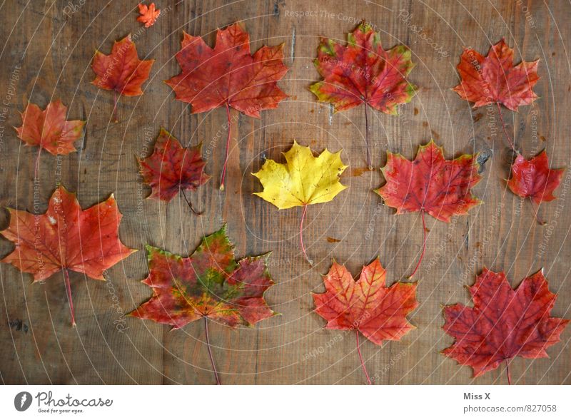Sammlung Freizeit & Hobby Basteln Umwelt Natur Herbst Blatt gelb rot Farbe Kreativität Ahornblatt Bastelmaterial Herbstlaub Holz Herbstfärbung Herbstbeginn