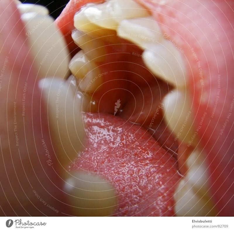 Schlund Öffnung Zahnarzt Maul Mund Lippen Zunge Makroaufnahme Zähne