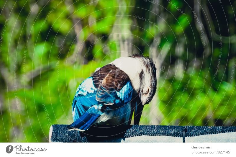 Blauer Kookaburra, schlafend auf Thursday Island.Ganz im Norden von Queensland / Australia. Nur hier auf den Inseln ist das Gefieder blau., Schlafmütze exotisch