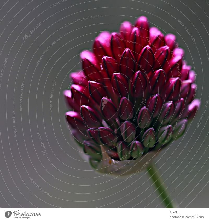 blühender Schnittlauch Schnittlauchblüte Allium Blütenknospen heimisch heimische Pflanze formvollendet Formvollendung besonderes Licht schönes Licht Sommerblüte