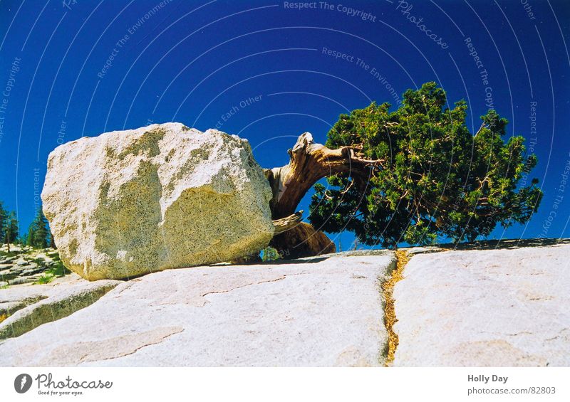 Lebenswille Yosemite NP Nationalpark Baum seltsam Kalifornien 2006 außergewöhnlich skurril USA Sommer sonderbare Haltung Felsen Stein Blauer Himmel blau