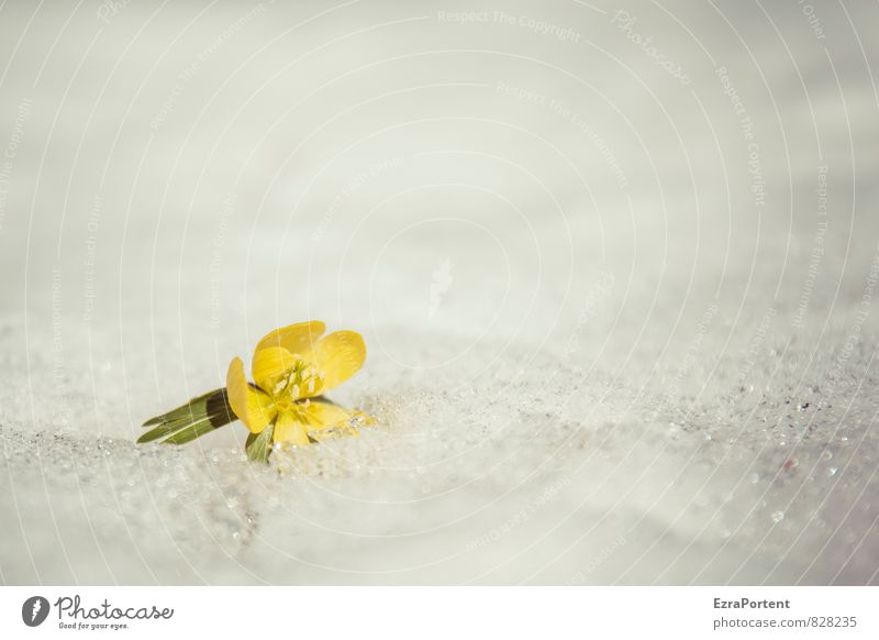 Eranthis hyemalis auf Salzkruste, also irgendwie auch bizarr Umwelt Natur Landschaft Pflanze Frühling Winter Klima Eis Frost Schnee Blume Blüte Garten Park