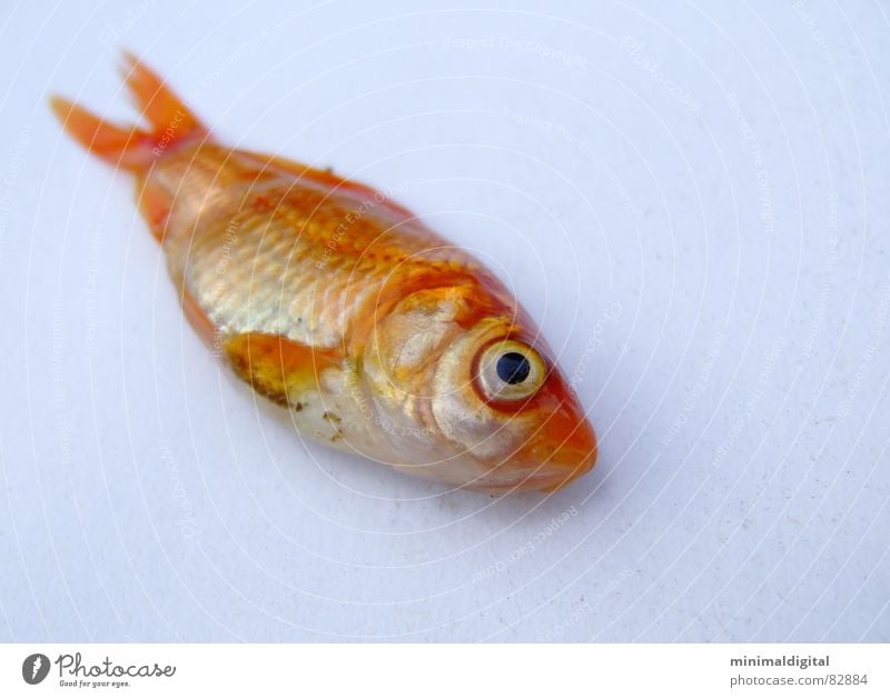 Der schläft nur.. Fischgräte Fischkopf Goldfisch Kieme schlafen gold Tod Scheune Auge Wasser silber