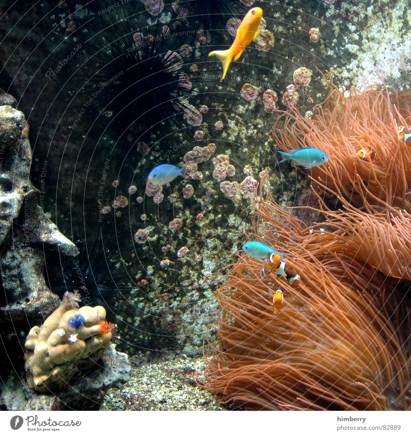 fishtank Fisch Aquarium Wasser Korallen Meeresboden