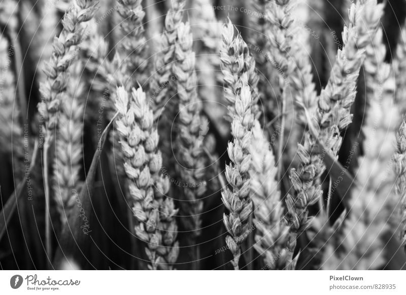 Schwarzbrot Lebensmittel Getreide Teigwaren Backwaren Brot Ernährung Bioprodukte Landwirtschaft Forstwirtschaft Umwelt Natur Pflanze Gras Nutzpflanze Feld