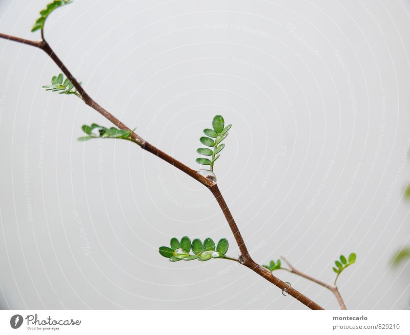Sophora Umwelt Natur Pflanze Baum Blatt Grünpflanze Wildpflanze exotisch ästhetisch dünn authentisch einfach frisch glänzend einzigartig klein nah nass