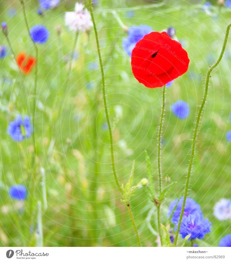 poppy - mohn grün Sommer Wiese knallig Mohn Pflanze Stengel Blume mehrfarbig rot Gras Halm Blumenbeet prächtig whit blau blue warme jahreszeit