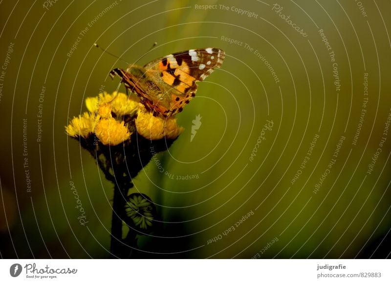 Wiese Umwelt Natur Tier Pflanze Blüte Garten Park Schmetterling 1 natürlich Wärme wild gelb Stimmung elegant Leichtigkeit Sommer Farbfoto Gedeckte Farben