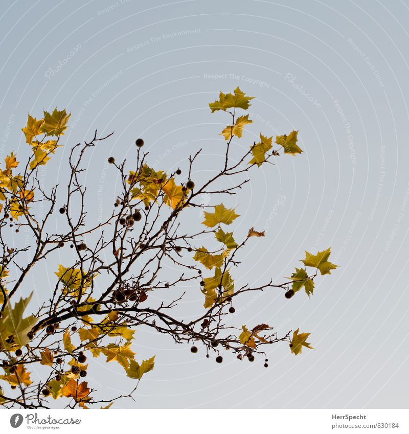 Herbst Umwelt Natur Pflanze Baum Blatt braun gelb Herbstlaub herbstlich Herbstfärbung Farbfoto Gedeckte Farben Außenaufnahme Textfreiraum rechts