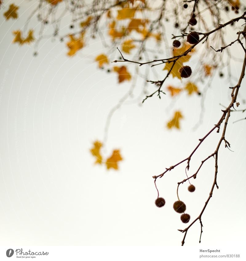 Herbst kommt bald Pflanze Baum Blatt Platane Ahorn dehydrieren trocken braun gelb Vergänglichkeit Ast herbstlich Herbstfärbung Herbstlaub Herbstbeginn