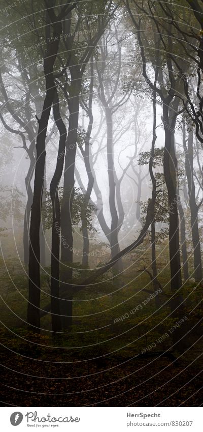 (n)ur wald Umwelt Natur Landschaft Pflanze Herbst Nebel Baum Wald Wien Österreich Stadtrand Sehenswürdigkeit ästhetisch groß gruselig natürlich schön braun grau