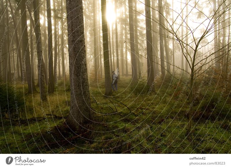 Ein Männlein steht im Walde dunkel Jäger Bart Stimmung Waldlichtung Baum Nebel Herbst Baumstamm Blatt Außenaufnahme Morgen Sonnenuntergang Herbstbeginn ruhig