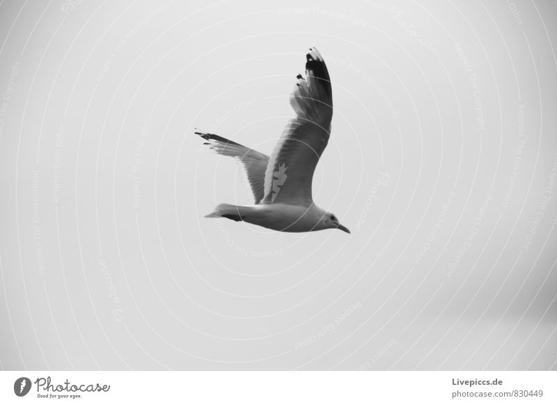 Vogel Umwelt Himmel Wolken Tier Wildtier Möwe 1 fliegen grau schwarz weiß Freiheit gleich Schwarzweißfoto Außenaufnahme Tag