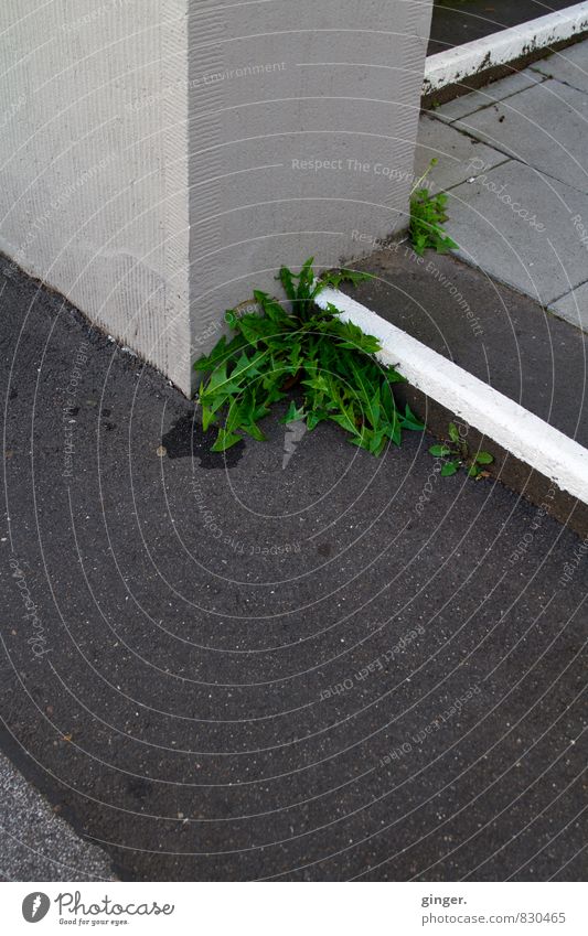 Köln-Mülheim | Löwenzahn mit Ecken und Kanten Stadt Haus Treppe grau weiß Streifen Linie abgegrenzt einrichten Asphalt Beton Natur Pflanze Fuge konträr feucht