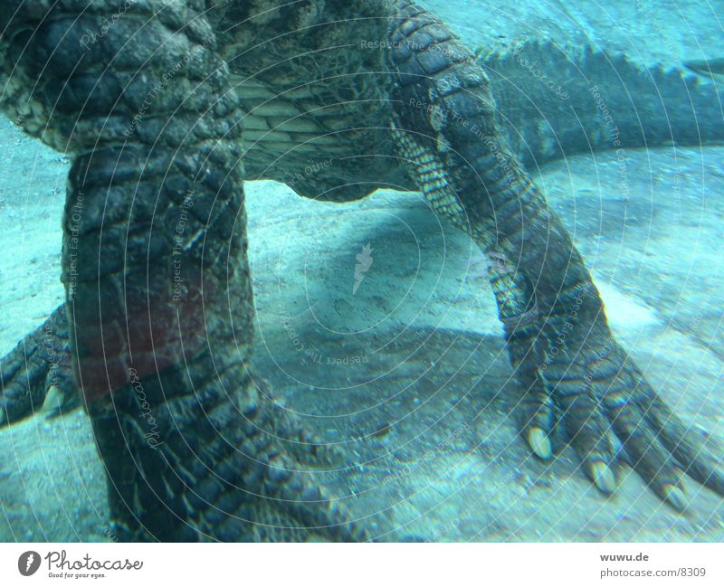 little alligator Alligator Krokodil Aquarium gefährlich türkis Gator USA Wasser