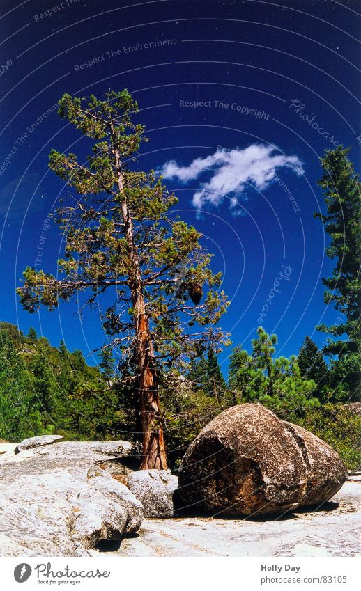 Baum, Stein, Wolke Wolken Watte grün blau Wald Baumstamm Pause Yosemite NP Nationalpark Kalifornien Erholung USA Sommer Felsen Bruchstück Kitsch Himmel Natur