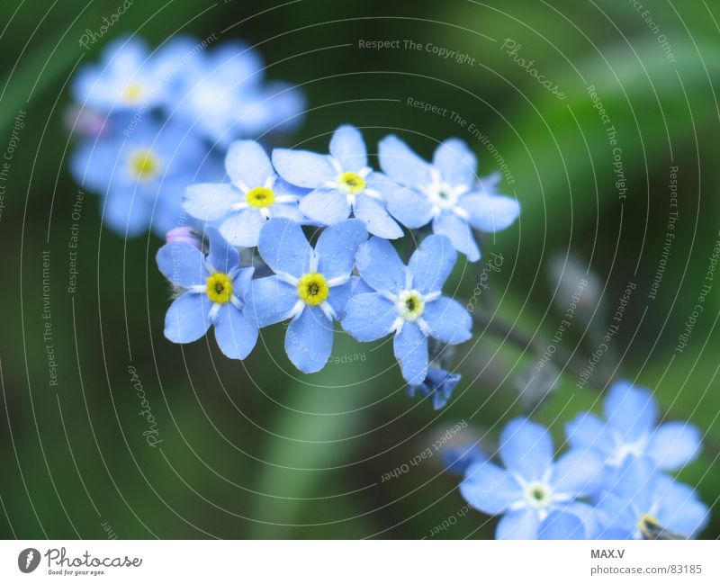 Nähe Vergißmeinnicht Raublattgewächs Blütenpflanze Blume grün Pflanze Erinnerung Makroaufnahme blau Natur