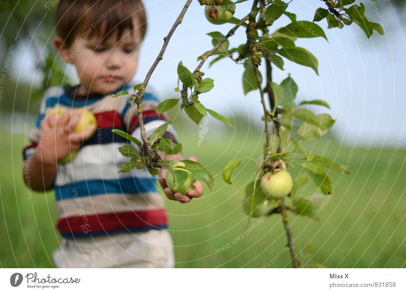 Apfelfips Lebensmittel Frucht Ernährung Essen Bioprodukte Vegetarische Ernährung Gesunde Ernährung Freizeit & Hobby Garten Mensch Kind Kleinkind Kindheit 1