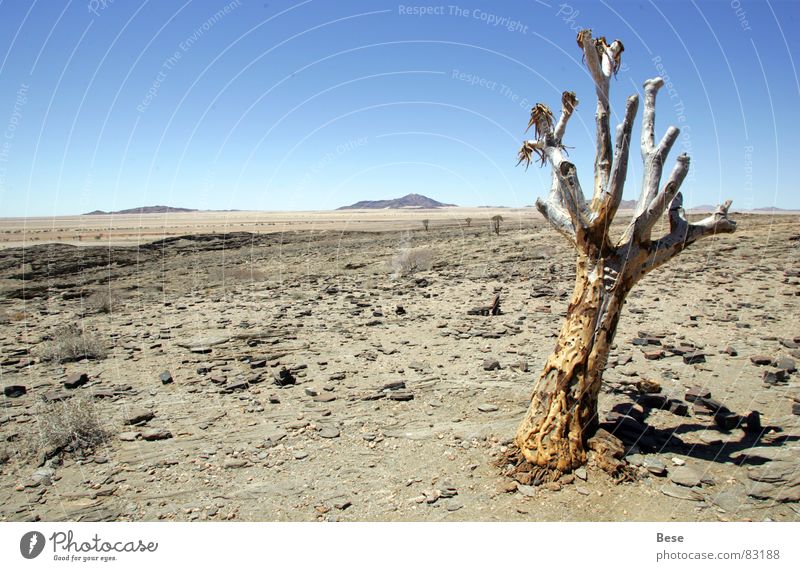 Öde Baum Namibia trocken Einsamkeit Afrika Wüste alt trist Stein dünn