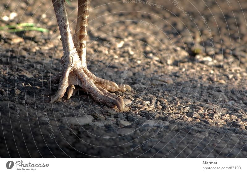 pfauenfuss Vogel Pfau Krallen Zoo grau Feder gehen Spaziergang Tiergarten Kies eitler Pfau Fuß Beine Sand Stein laufen