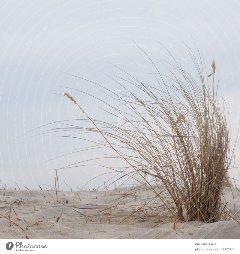 durch den wind Umwelt Natur Landschaft Pflanze Erde Sand Himmel Wind Dürre Gras Wildpflanze Küste Ostsee Meer natürlich trocken wild Klima träumen Dünengras