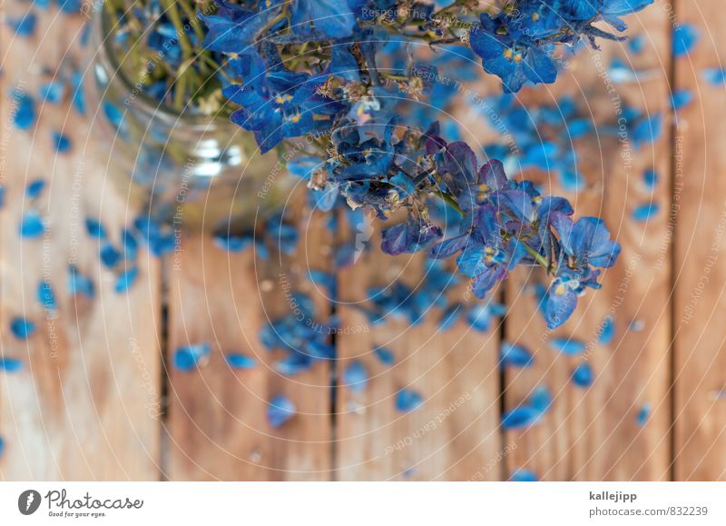 #0b7eb3 Umwelt Natur Pflanze Blume Wildpflanze Blühend Vergißmeinnicht blau Tisch Holz Unschärfe Glas Vase verblüht Blüte Blumenstrauß geburtstagsgruss
