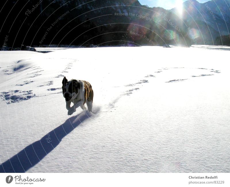 Sprint Intuition Hund Schneelandschaft Wetter 100 Meter Lauf Winter Pulverschnee Waldrand kalt Eis Freude Tier snowclad landscape Bernhardiner Kehre Hunde atake