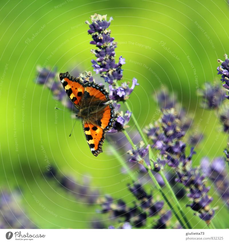 Kleiner Fuchs auf Lavendel Natur Pflanze Tier Sonne Sommer Schönes Wetter Blüte Garten Wiese Schmetterling 1 beobachten Blühend grün violett orange Glück