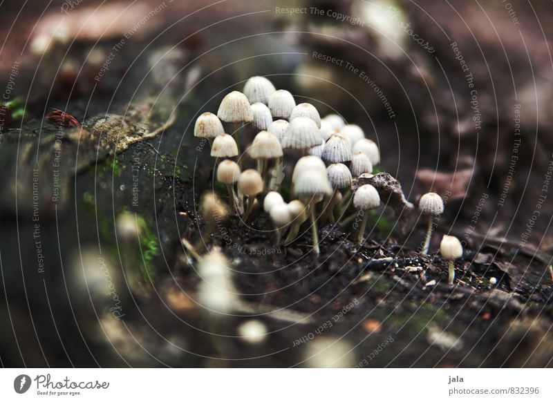 pilze Umwelt Natur Pflanze Sommer Wildpflanze Pilz Wald klein natürlich Farbfoto Außenaufnahme Menschenleer Tag