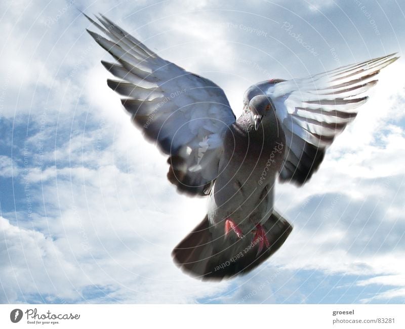 taube in venedig Taube Venedig Wolken Frieden Vogel Luftverkehr Feder Flügel