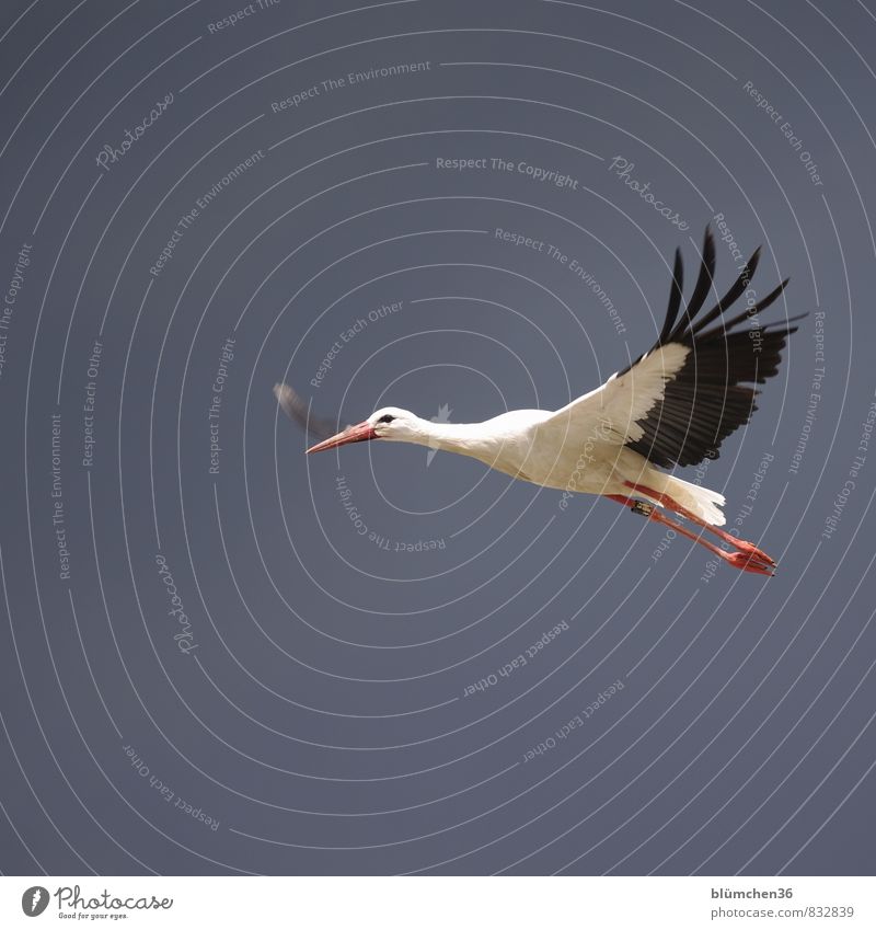 federleicht Tier Wildtier Vogel Storch Weißstorch Schreitvögel fliegen tragen ästhetisch elegant schön natürlich rot schwarz weiß Schnabel Feder Körperhaltung