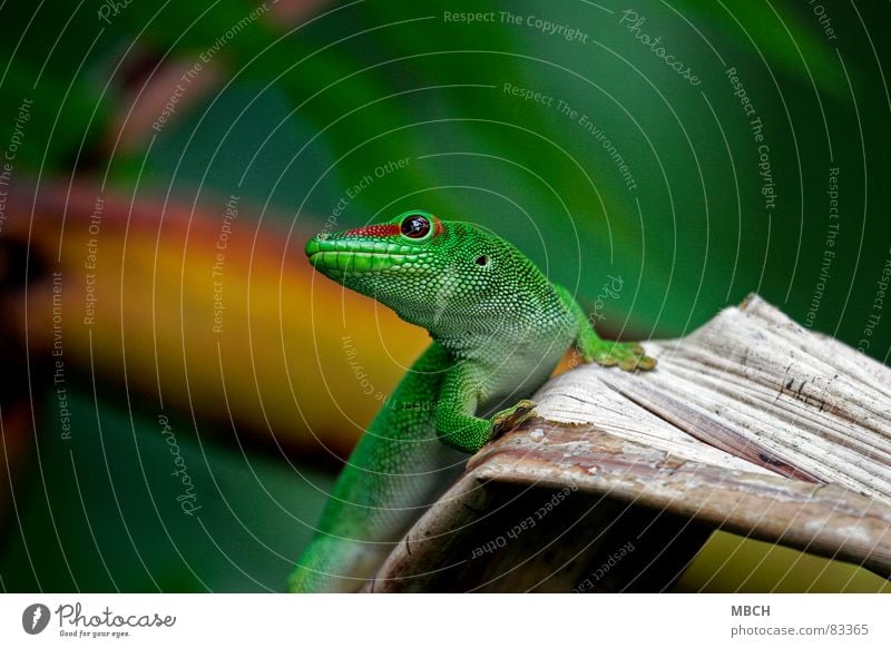 Bin ich nicht schön? Madagaskar Gecko grün rot Muster Schnauze nah braun Nasenloch Tier streif Auge Scheune Maul