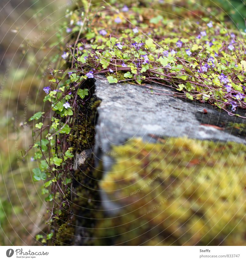 Mauerblümchen und Moos wachsen über alte Mauer in Schottland schottische Natur nordisch nordische Natur altmodisch nordische Wildpflanzen nordische Romantik