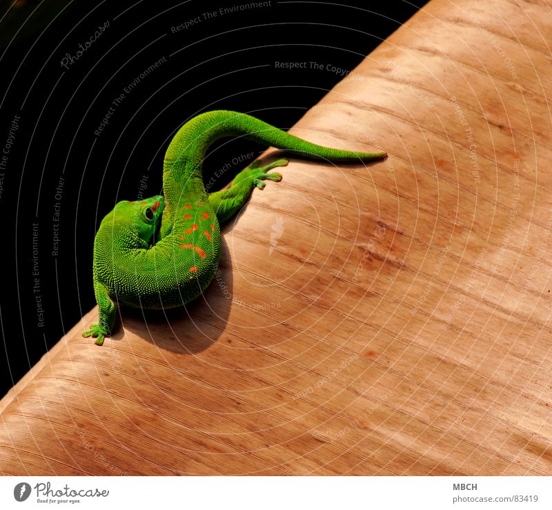 Körper Pflege Madagaskar Gecko grün rot Muster Schnauze nah braun Nasenloch Tier schön streif Auge Scheune Maul