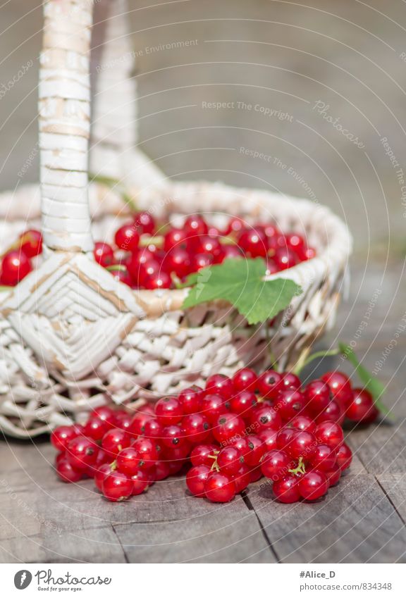 Bio Rote Johannisbeeren Lebensmittel Frucht Dessert Obstkorb rote beeren Ernährung Frühstück Bioprodukte Vegetarische Ernährung Diät Gesunde Ernährung Natur