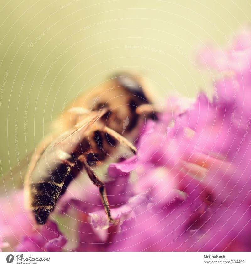 hinterteil. Umwelt Frühling Sommer Wetter Schönes Wetter Pflanze Blüte Garten Wiese Tier Nutztier Biene 1 ästhetisch Farbfoto mehrfarbig Außenaufnahme