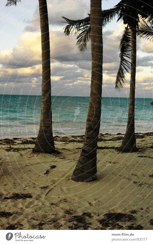 palmenstrand Palme Strand Meer Küste Sandstrand Ferien & Urlaub & Reisen Kuba Kokosnuss Badestelle Freizeit & Hobby Kokospalme Insel