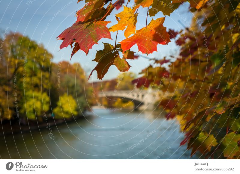 Herbst an der Isar Wasser Baum Bach Fluss Menschenleer Brücke Wärme gelb orange rot Gelassenheit ruhig ästhetisch herbstlich Blatt Farbfoto mehrfarbig